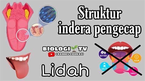 Struktur Indera Pengecap Lidah Dan Fakta Mengenai Kebenaran Peta Rasa