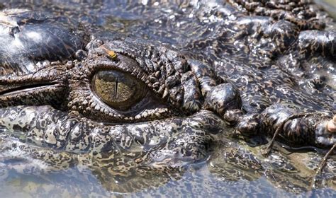 1 Day Kakadu Tour From 399 Kakadu National Park Explorer Tour