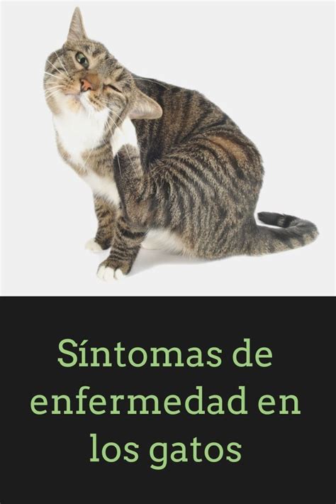 Cual Es La Enfermedad Del Gato Arcon