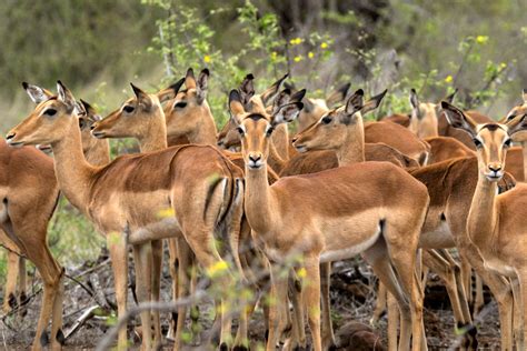 Impala | Animal Kingdom
