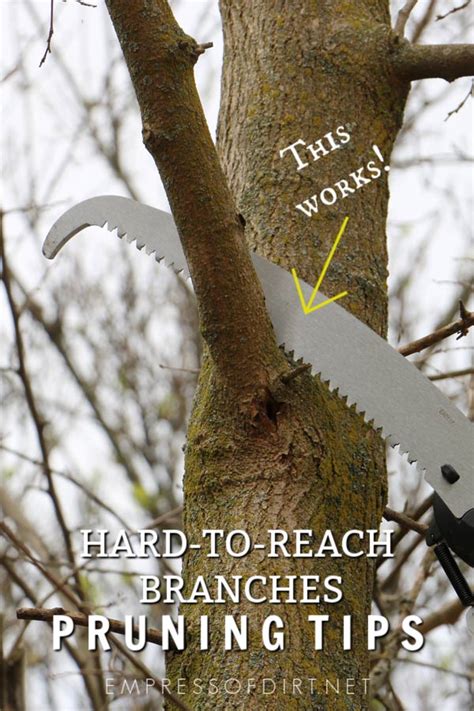 How To Safely Prune Hard To Reach Tree Branches — Empress Of Dirt