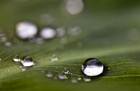 How To Overwinter Canna Bulbs Green Packs