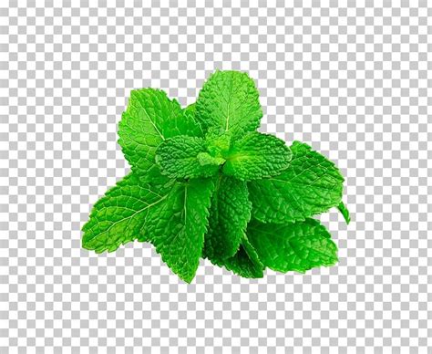 Mentha Spicata Peppermint Seed Herb Tarragon Png Clipart Banco De