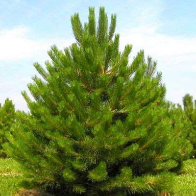 PINUS NIGRA AUSTRIACA Pin Noir D Autriche Taille 20 30 Lot De 3