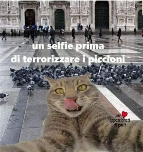 Pin Di Mariapia Perin Su Umorismo Divertente Vignette Su Gatti Buffi