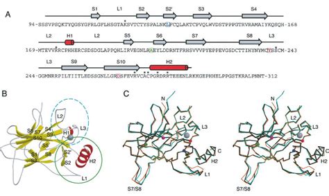 The Crystal Structure Of P53 Core Domain Quadruple Mutant Download Scientific Diagram