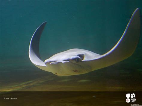 Species Spotlight Cownose Ray — Defend Them All Foundation