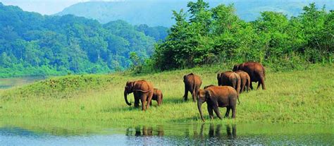 Kerala Wildlife Tour Packages, Best Wildlife Tours & Holiday Packages India