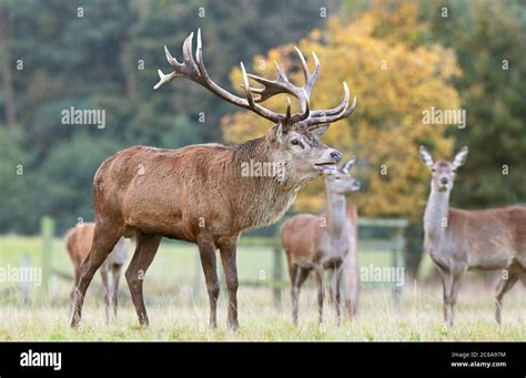 Red Deer Stags During The Rut Stock Photo Alamy