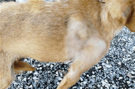 Cane Meticcio Con Lacerazione Cutanea E Sanguinamento Aloeplus Cani E