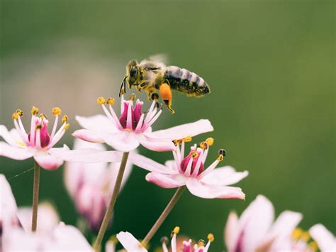 Topliste 10 bienenfreundliche Blumen für den eigenen Garten Energieleben