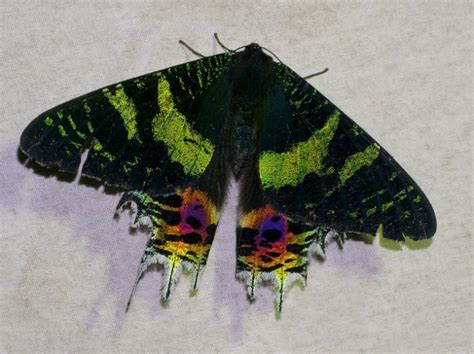 Madagascan Sunset Moth: Identification, Life Cycle, Facts & Pictures