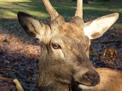 Free Photo Young Deer Red Deer Antler Graze Free Image On Pixabay