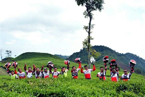 Kebun Teh Medini Sejarah Lokasi Daya Tarik Harga Tiket 2024