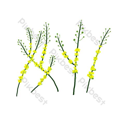 Drawing Rapeseed Flower Commercial PNG Images | PSD Free Download - Pikbest