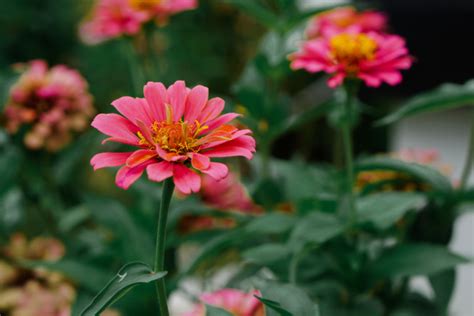 11 Zinnia Garden Ideas We Love - Simplymarla