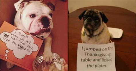 Thanksgiving Dog Shaming | Funny Photos of Dogs Being Shamed on ...