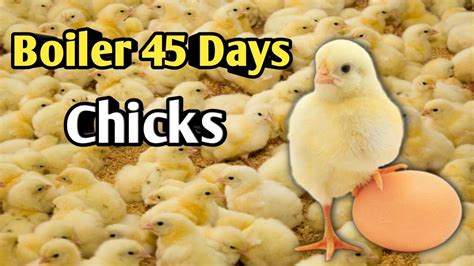 Paano Mag Alaga Ng Manok 45 Days YouTube