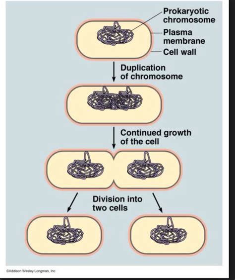 Bacteria Produces By Binary Fission The Process In The Bacterium Is A Single Cell And Divides