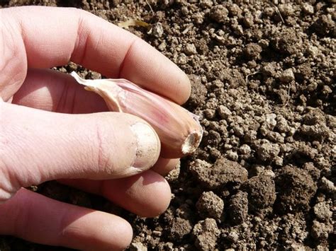 Comment et quand planter l ail et quand le récolter France