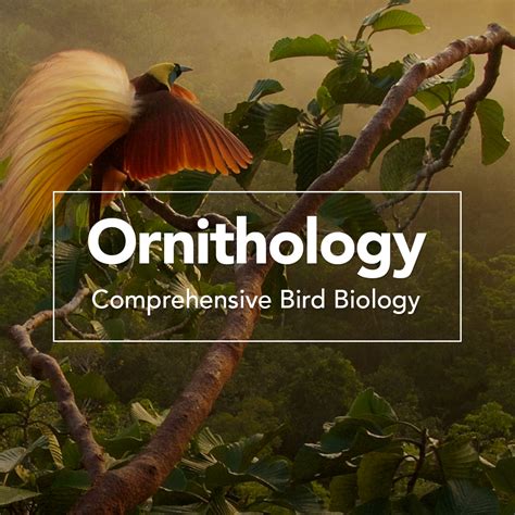 Ornithology Comprehensive Bird Biology Bird Academy • The Cornell Lab