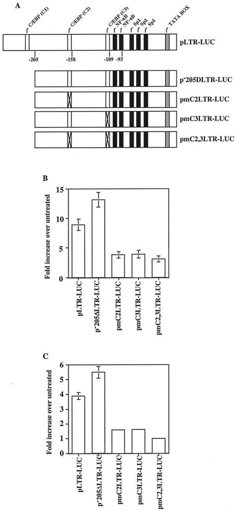 Prostaglandin E2 Mediated Activation Of Hiv 1 Long Terminal Repeat