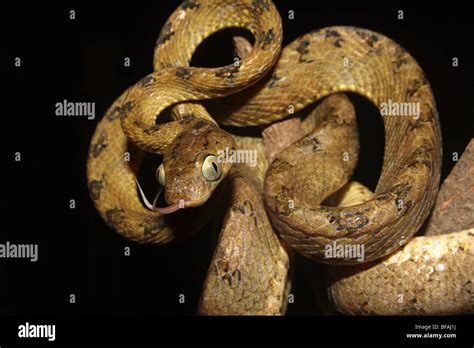 Ceylon Cat Snake Boiga Ceylonensis Mildly Venomous Common Mahableshwar