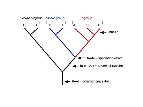 The Tree Of Life Phylogeny Phylogenetics Phylogenetic Trees