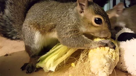 Squirrels Eating Corn Youtube