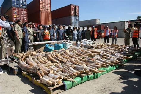 Cambodia Busts Major Ivory Smuggling From Mozambique To China