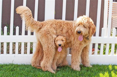 Goldendoodle Origini Prezzo Caratteristiche E Allevamenti Il Mio