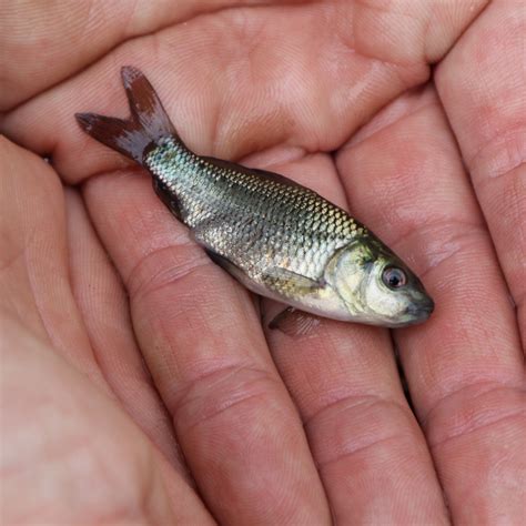 Wild Carp Trust S Fry Rearing Success Wild Carp Trust Wild Carp Trust