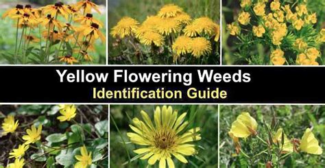 35 Yellow Flowering Weeds (With Pictures): Identification Guide