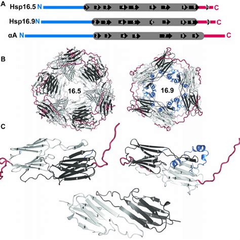 Small Heat Shock Protein Architecture Download Scientific Diagram