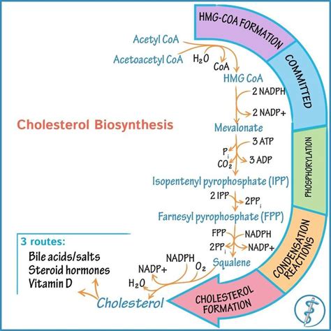 Cholesterol biosynthesis: See more @ https://bit.ly/2uy05n9 # ...