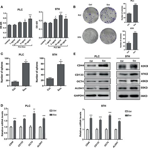 The Role Of Shh And Hedgehog Signaling Pathway In Promoting Cell