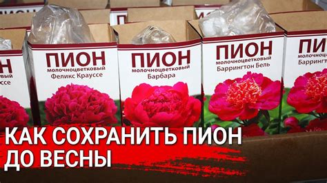 Как сохранить пион до весны - YouTube