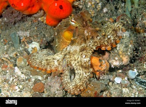 Gloomy octopus octopus tetricus hi-res stock photography and images - Alamy