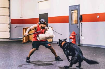 Protection Dog Training in Austin, TX | Police and Protection Dogs