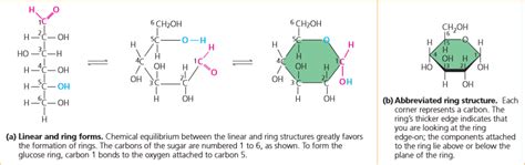 Linear and Ring Forms Diagram | Quizlet