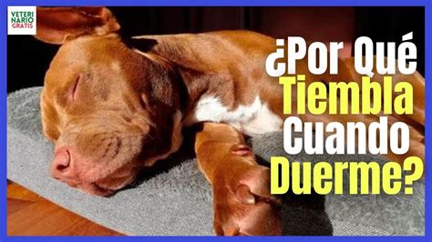 Por qué los cachorros se mueven mientras duermen Todo sobre