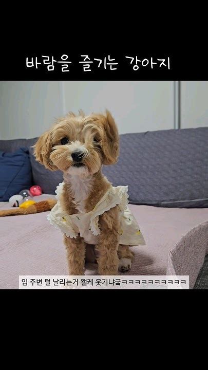 오빠 바람세기 이거 맞아강아지 강아지일상 댕댕이 멍멍이 요미 반려견 반려동물 릴스 쇼츠 귀여운강아지