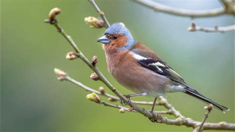 Het Geluid Van De Vink Natuur En Vogel Geluiden Om De Vink Te Leren