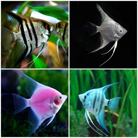 How to choose freshwater aquascaping fish species – beginners’ guide