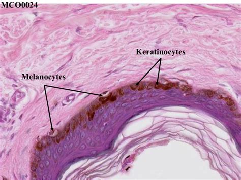 Self Study: Histology Slides of Skin at University Of Toledo College Of ...