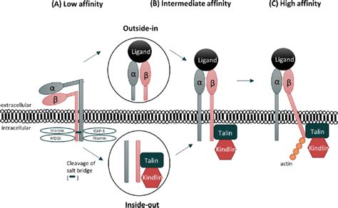 Schematic Illustration Of Integrin Activation A Integrins Are