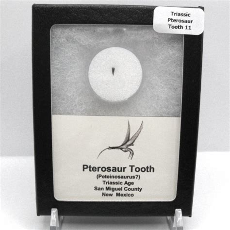 Pterodactyl Fossils for Sale | Fossils for Sale