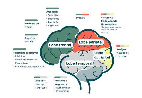 Les Fonctions Cognitives Des Capacités Qui Mènent Loin