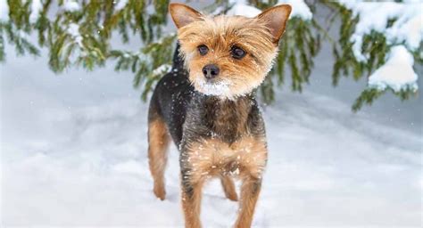 Chorkie Breed Traits Behaviors And Care Guide