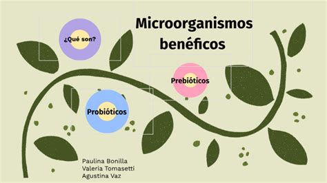 Microorganismos Benéficos By Paulina Bonilla On Prezi